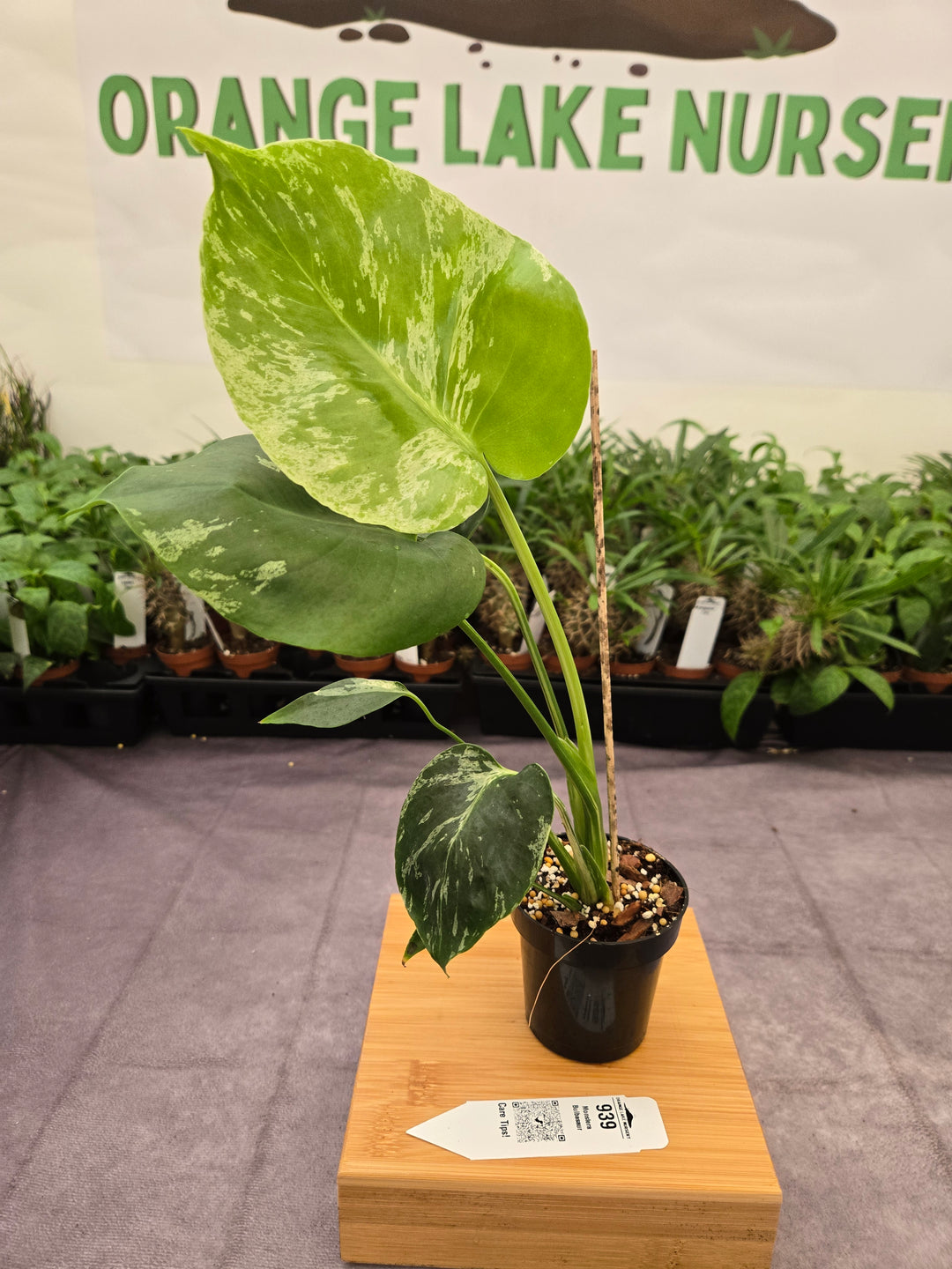 Monstera Bulbasaur (3in)-939