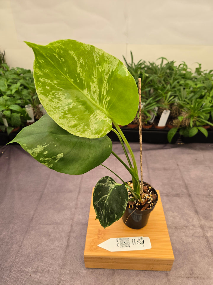 Monstera Bulbasaur (3in)-939