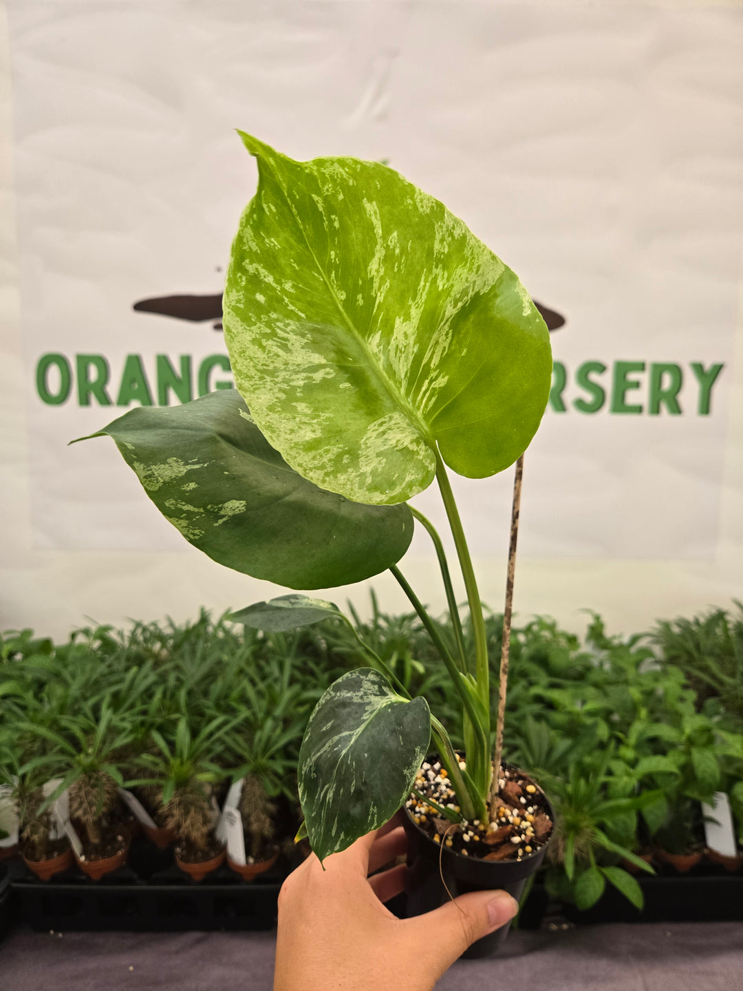 Monstera Bulbasaur (3in)-939