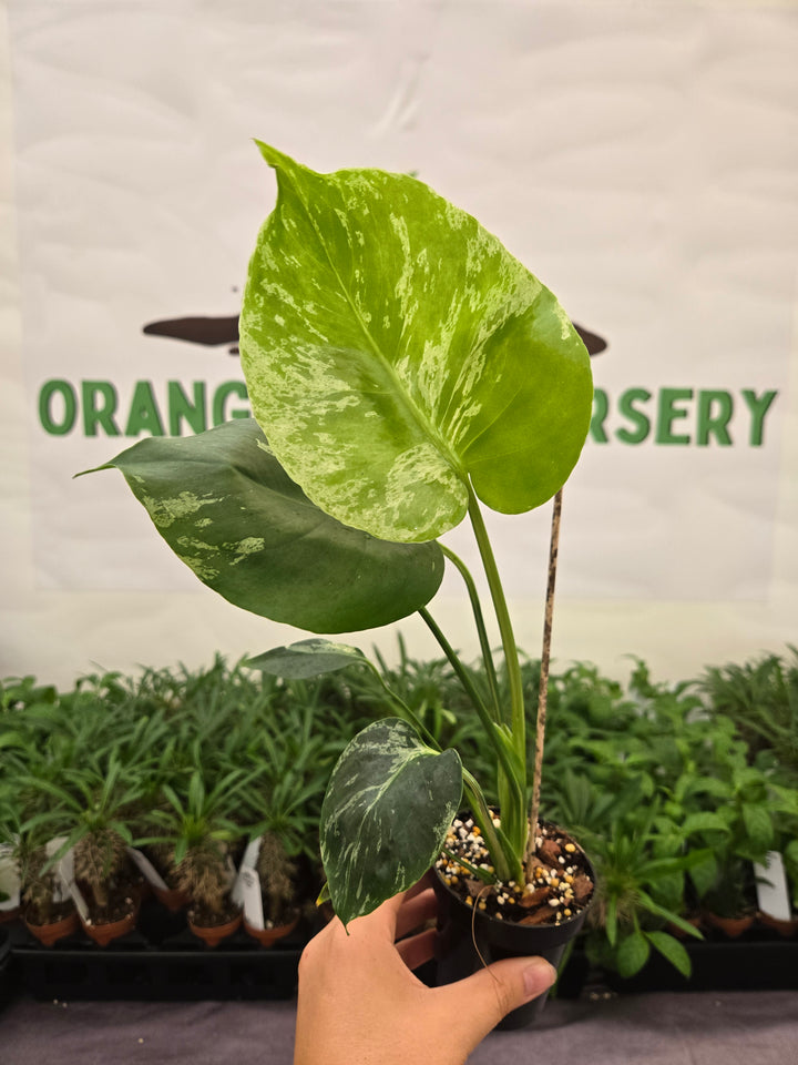 Monstera Bulbasaur (3in)-939