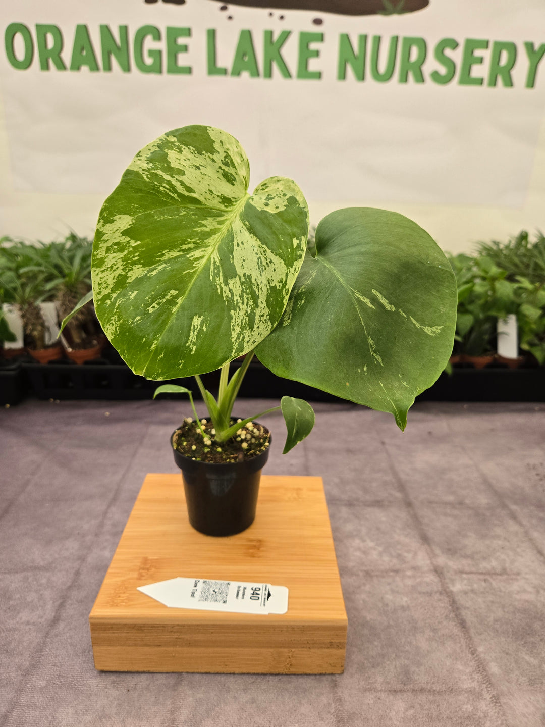 Monstera Bulbasaur (3in)-940