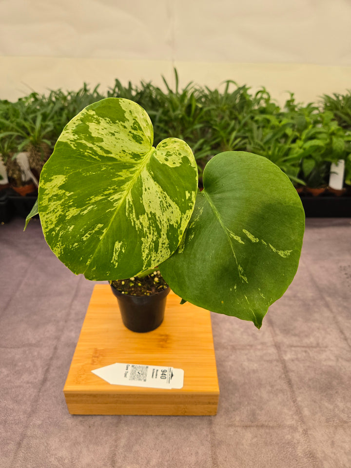 Monstera Bulbasaur (3in)-940