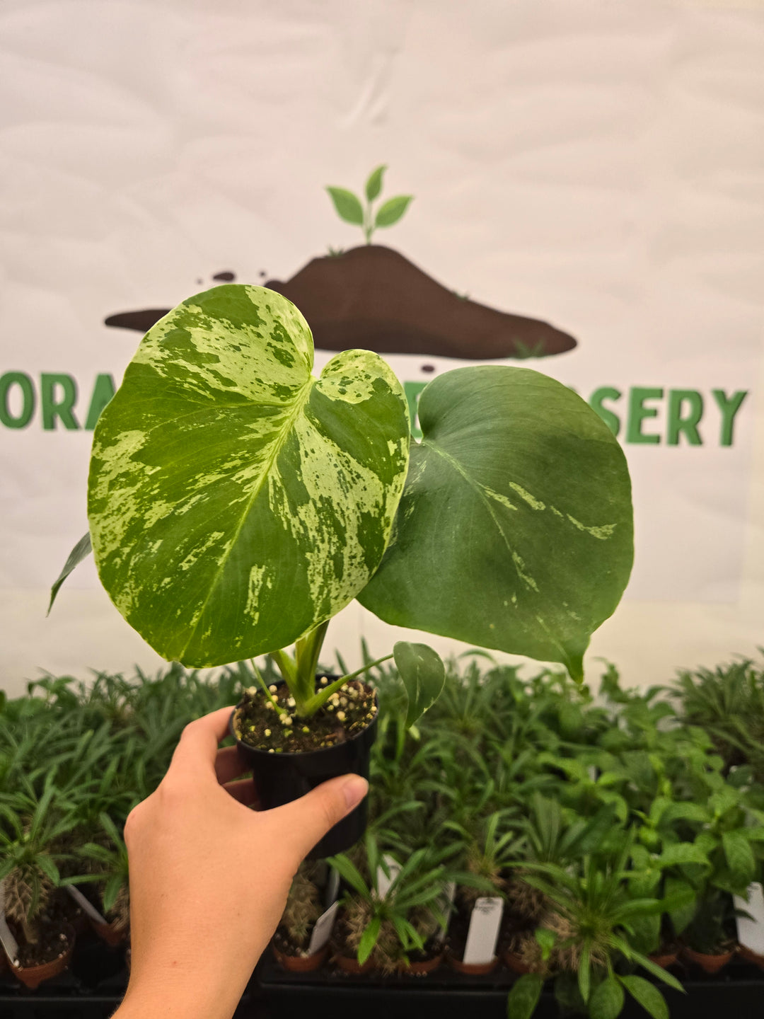 Monstera Bulbasaur (3in)-940