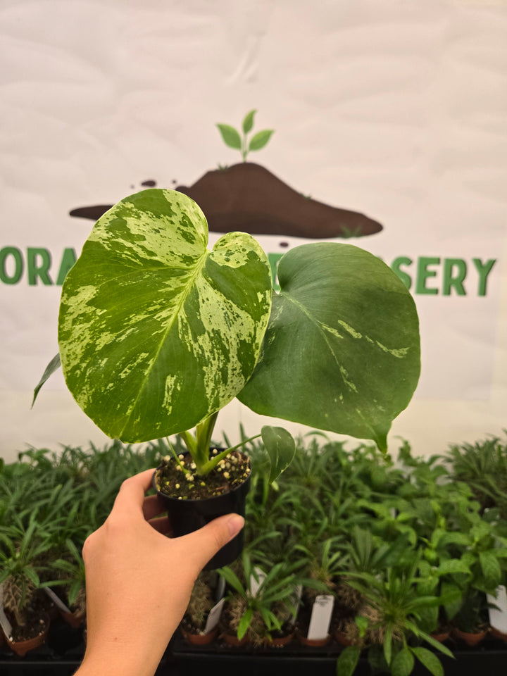 Monstera Bulbasaur (3in)-940
