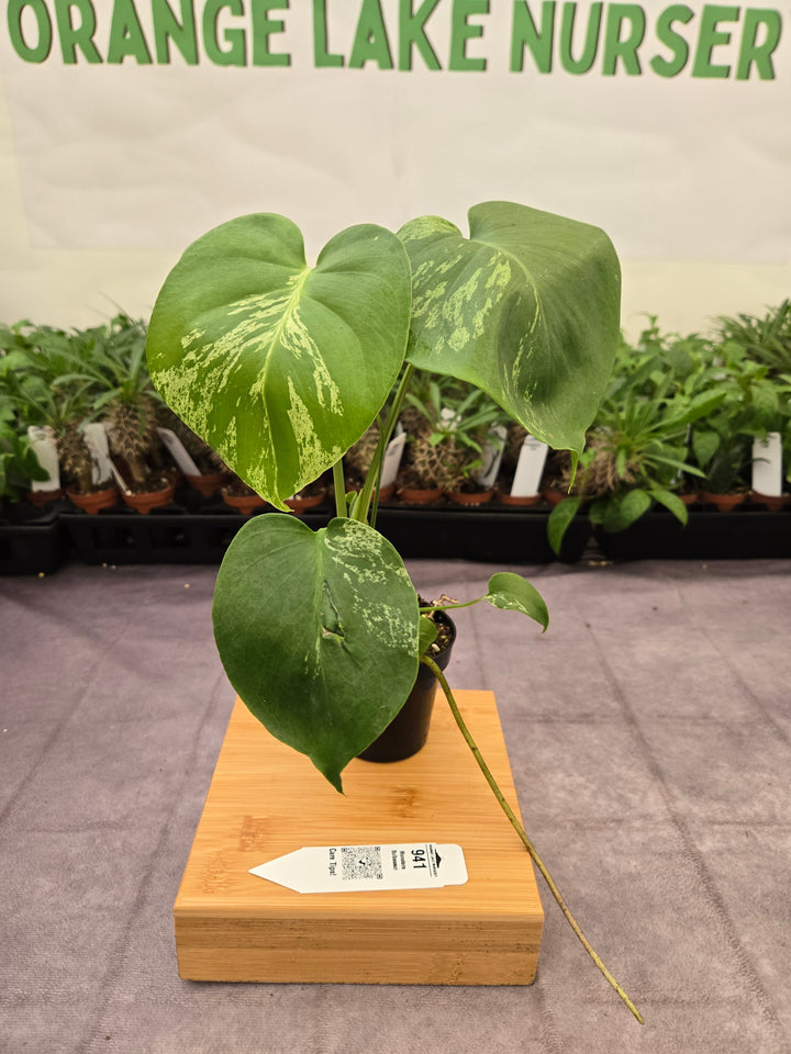 Monstera Bulbasaur (3in)-941