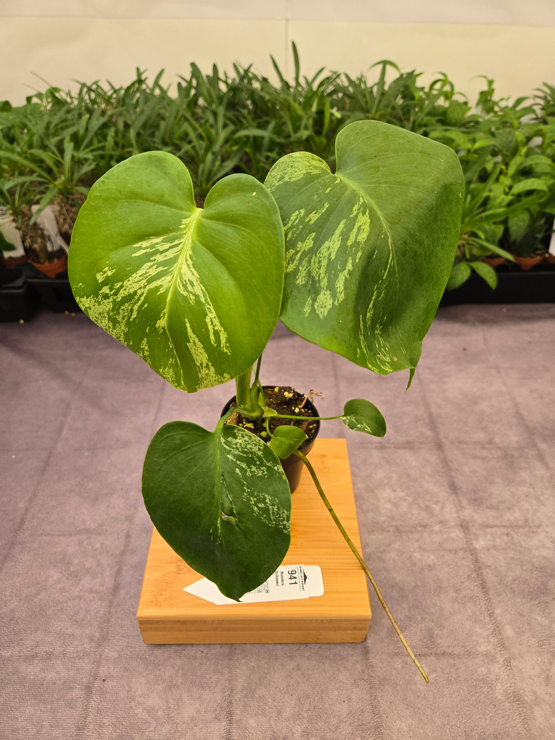 Monstera Bulbasaur (3in)-941