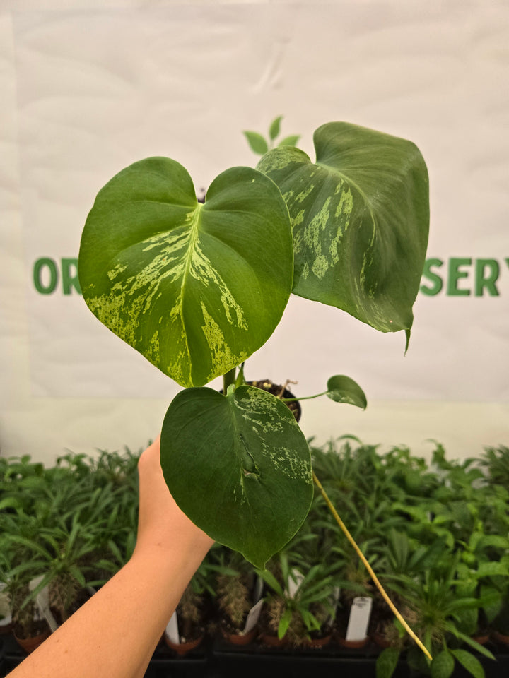 Monstera Bulbasaur (3in)-941
