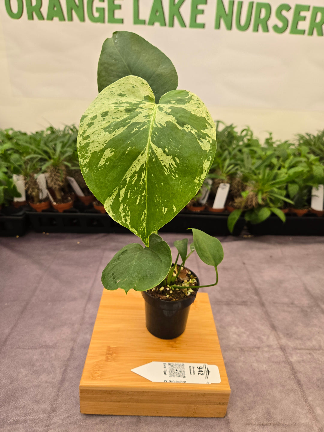 Monstera Bulbasaur (3in)-942