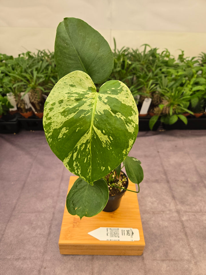 Monstera Bulbasaur (3in)-942