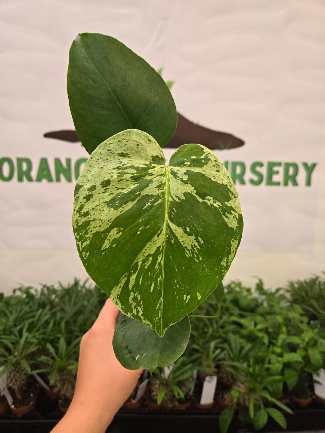 Monstera Bulbasaur (3in)-942