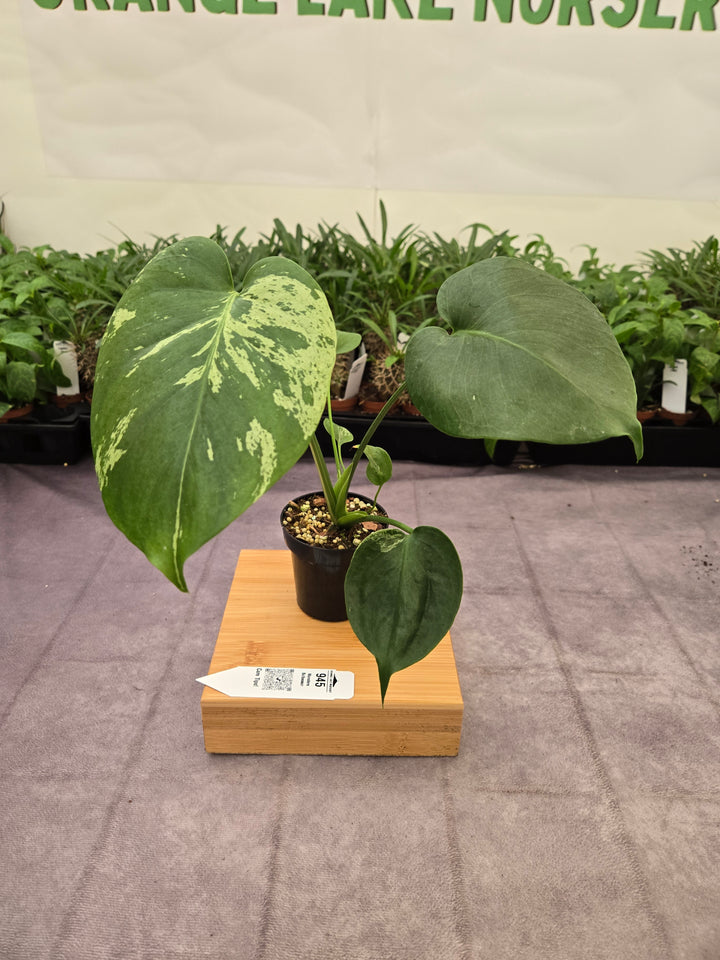 Monstera Bulbasaur (3in)-945