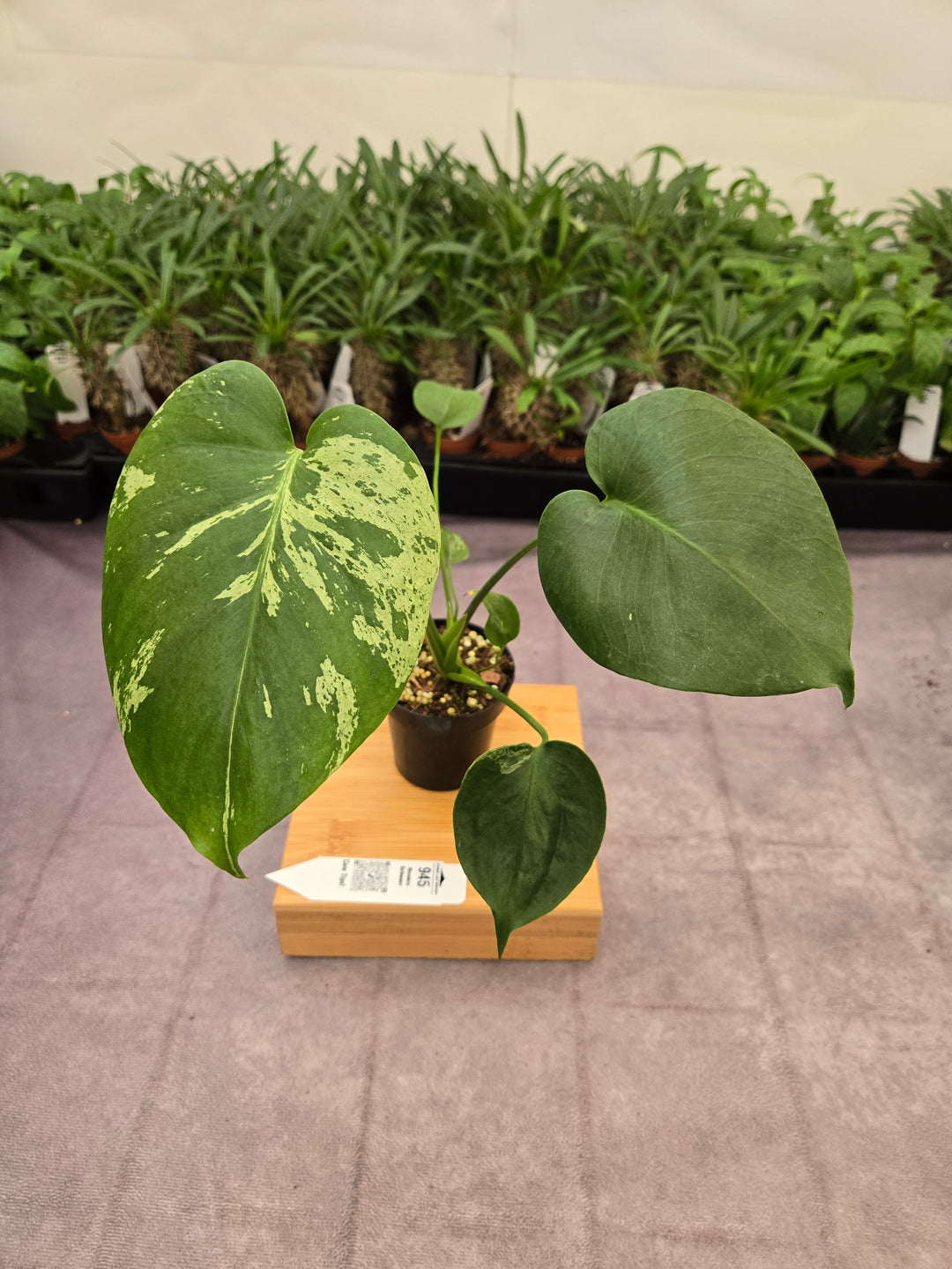 Monstera Bulbasaur (3in)-945