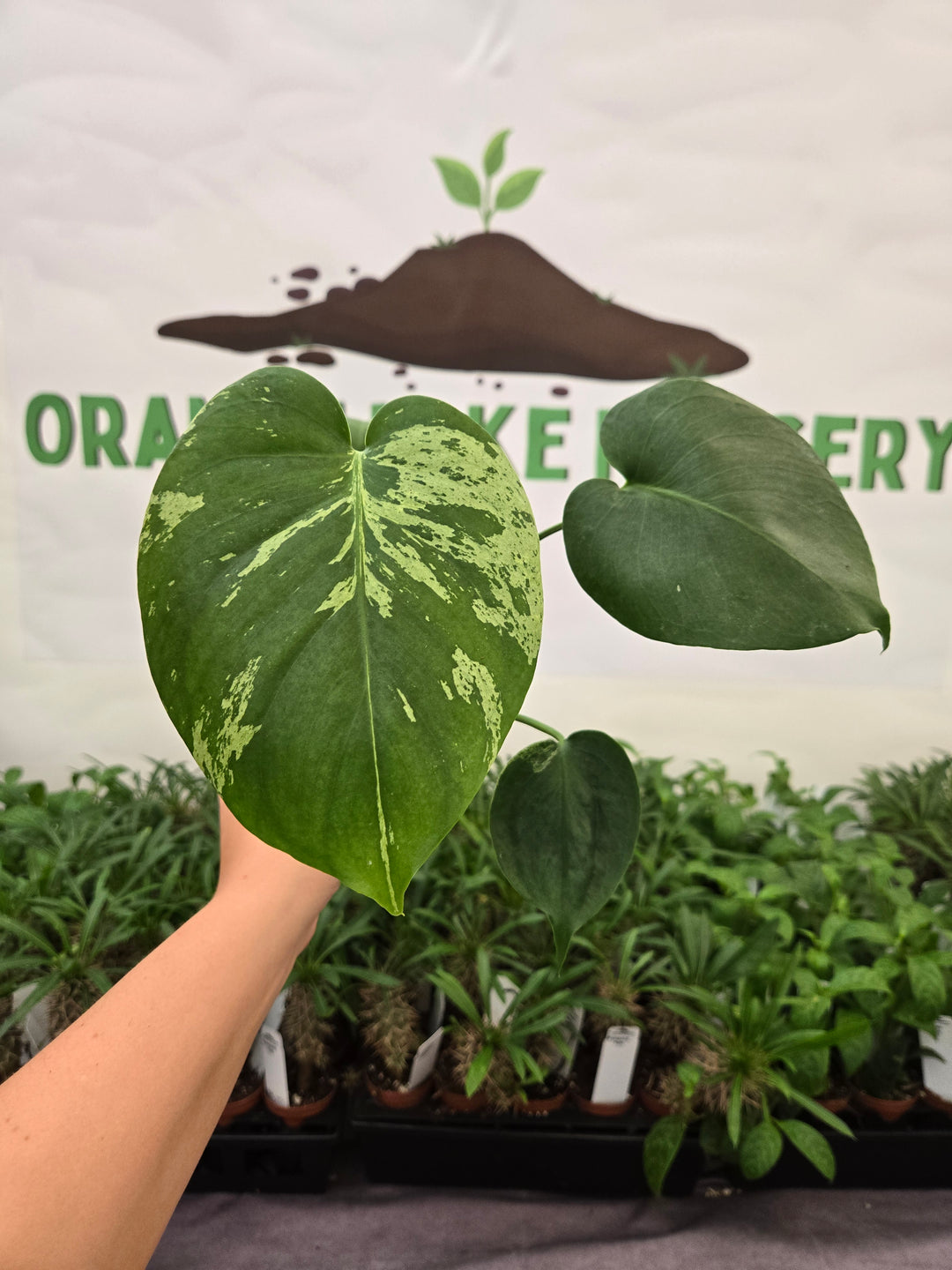 Monstera Bulbasaur (3in)-945