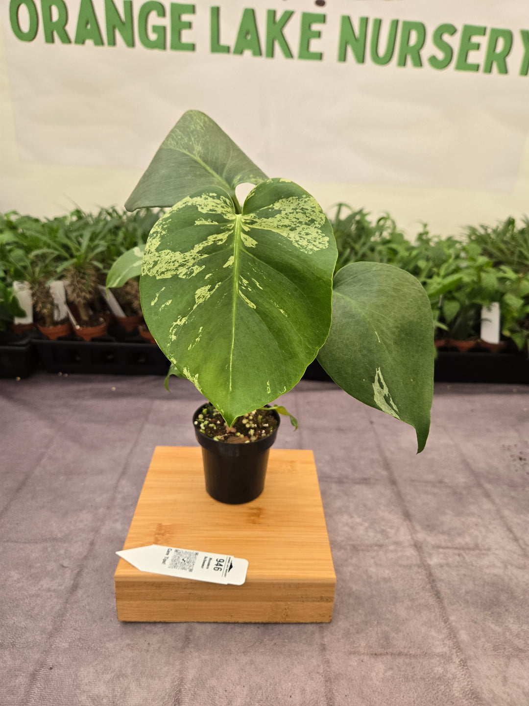 Monstera Bulbasaur (3in)-946