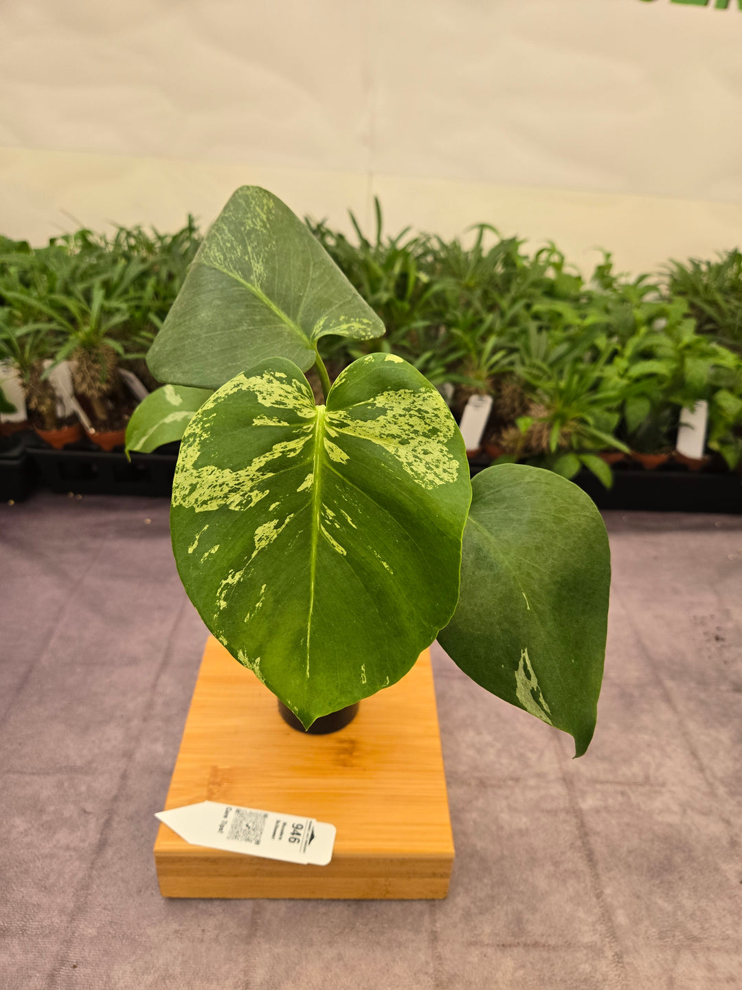Monstera Bulbasaur (3in)-946