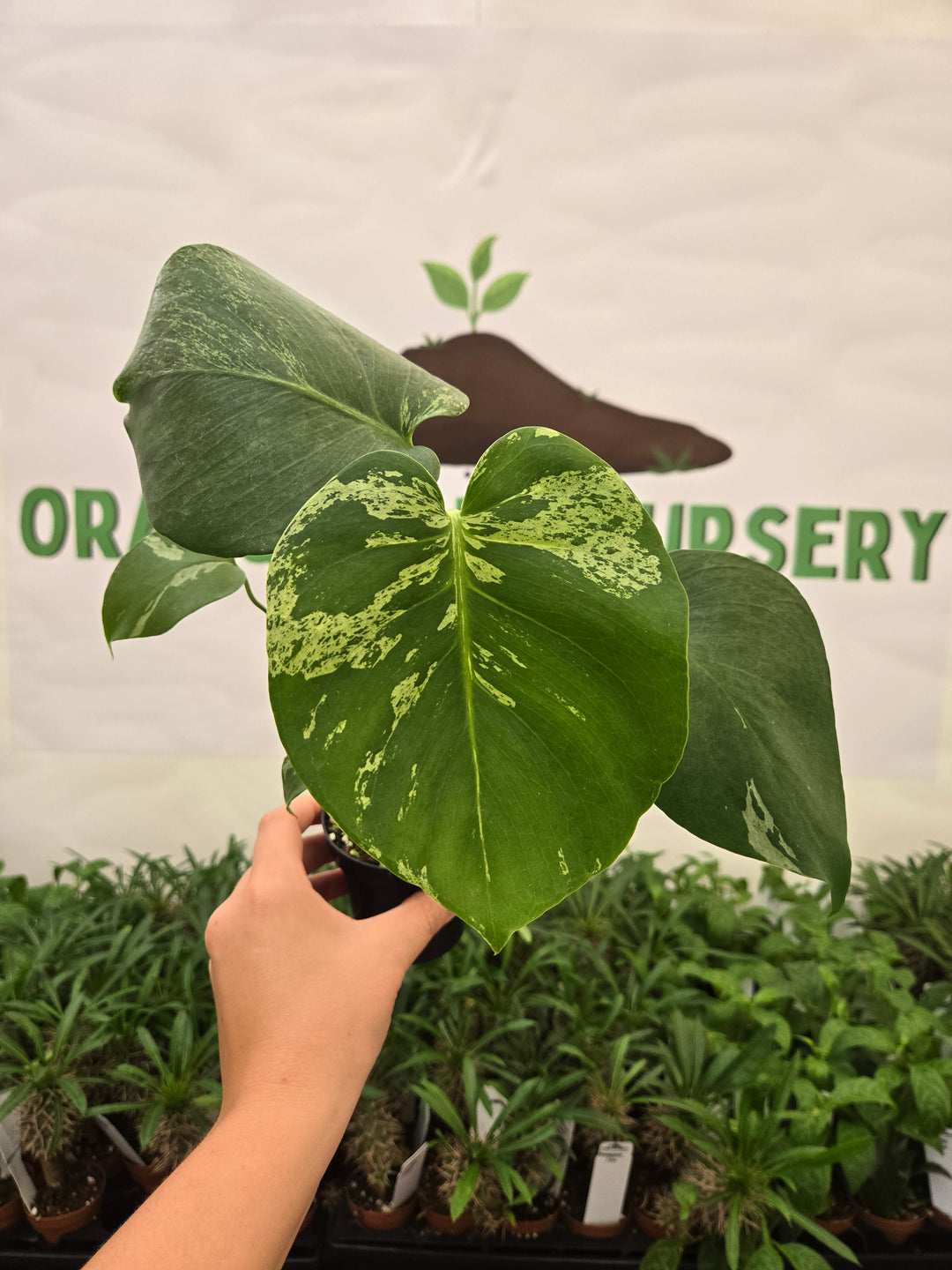 Monstera Bulbasaur (3in)-946