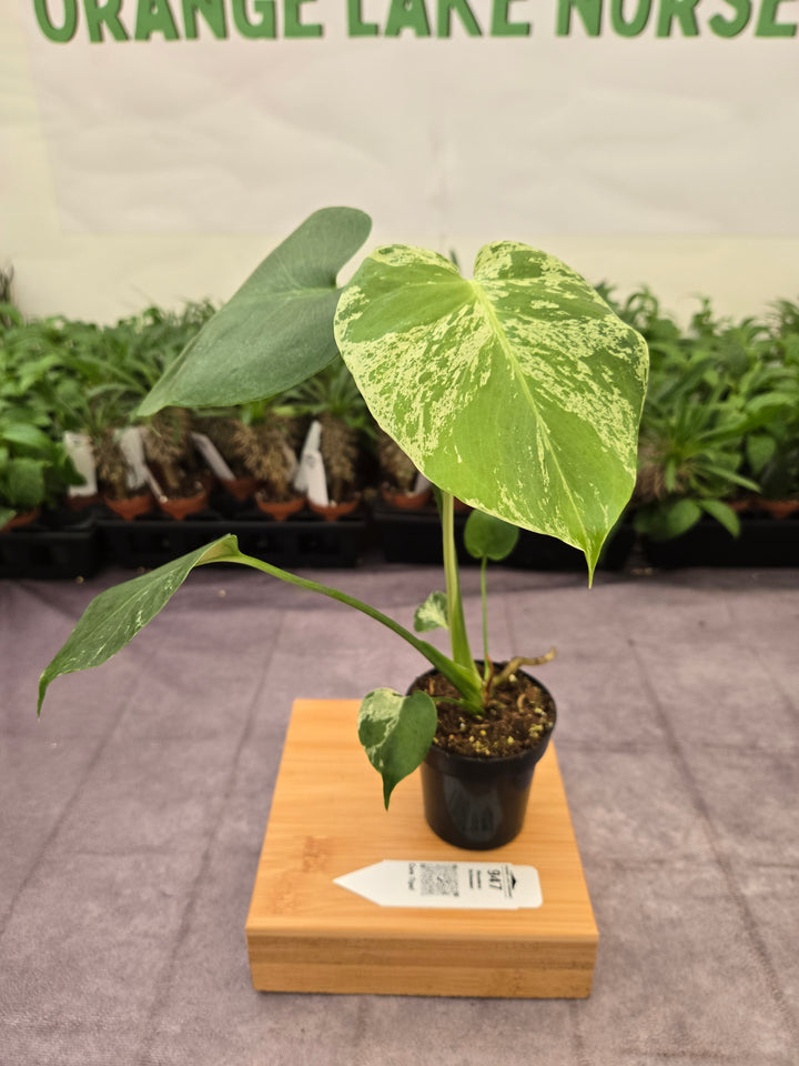Monstera Bulbasaur (3in)-947