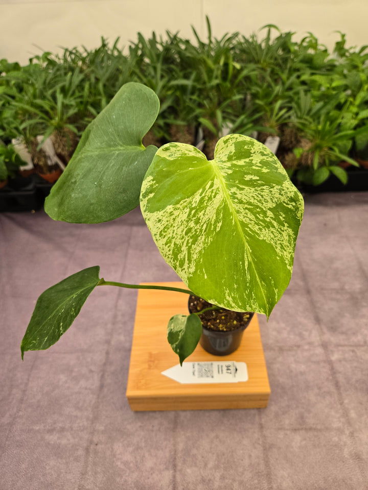 Monstera Bulbasaur (3in)-947