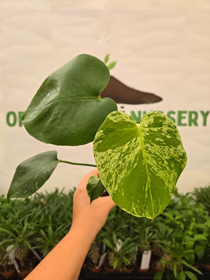 Monstera Bulbasaur (3in)-947