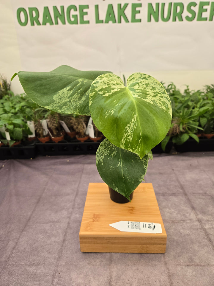 Monstera Bulbasaur (3in)-949