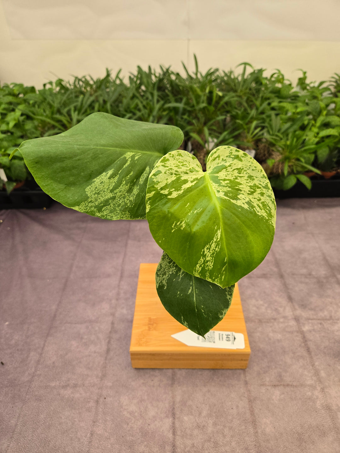 Monstera Bulbasaur (3in)-949