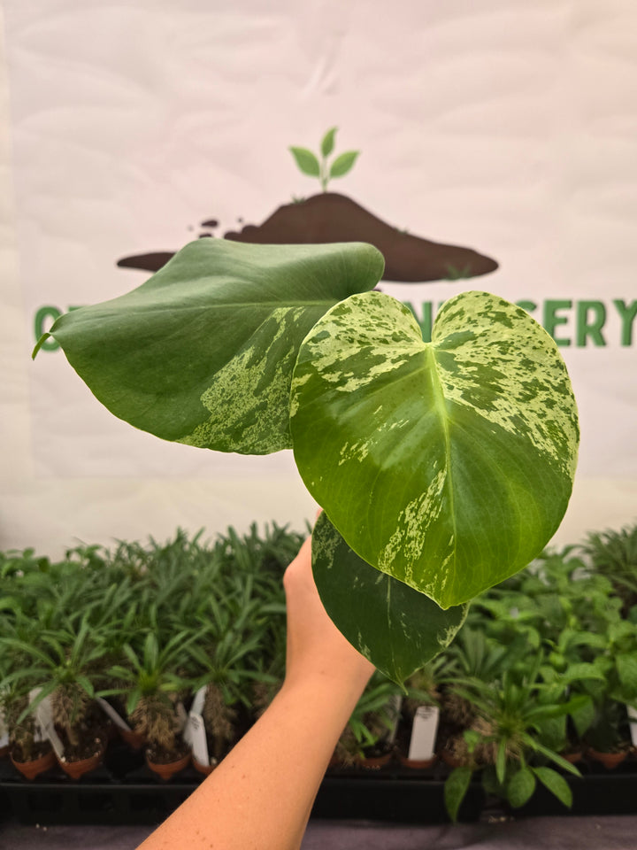 Monstera Bulbasaur (3in)-949