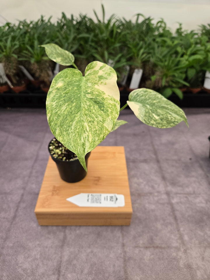 Monstera Legacy (3in)-952
