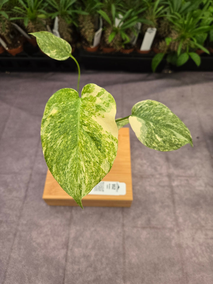 Monstera Legacy (3in)-952
