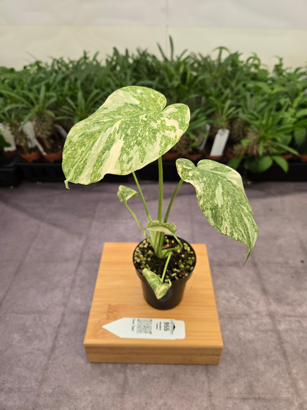 Monstera Legacy (3in)-955
