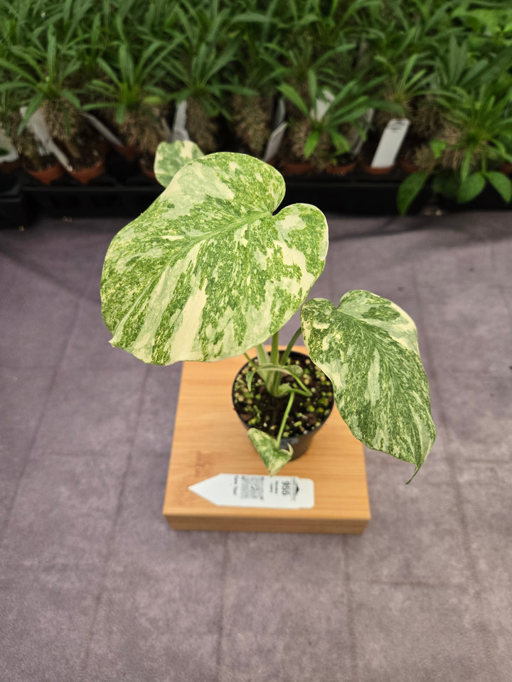 Monstera Legacy (3in)-955