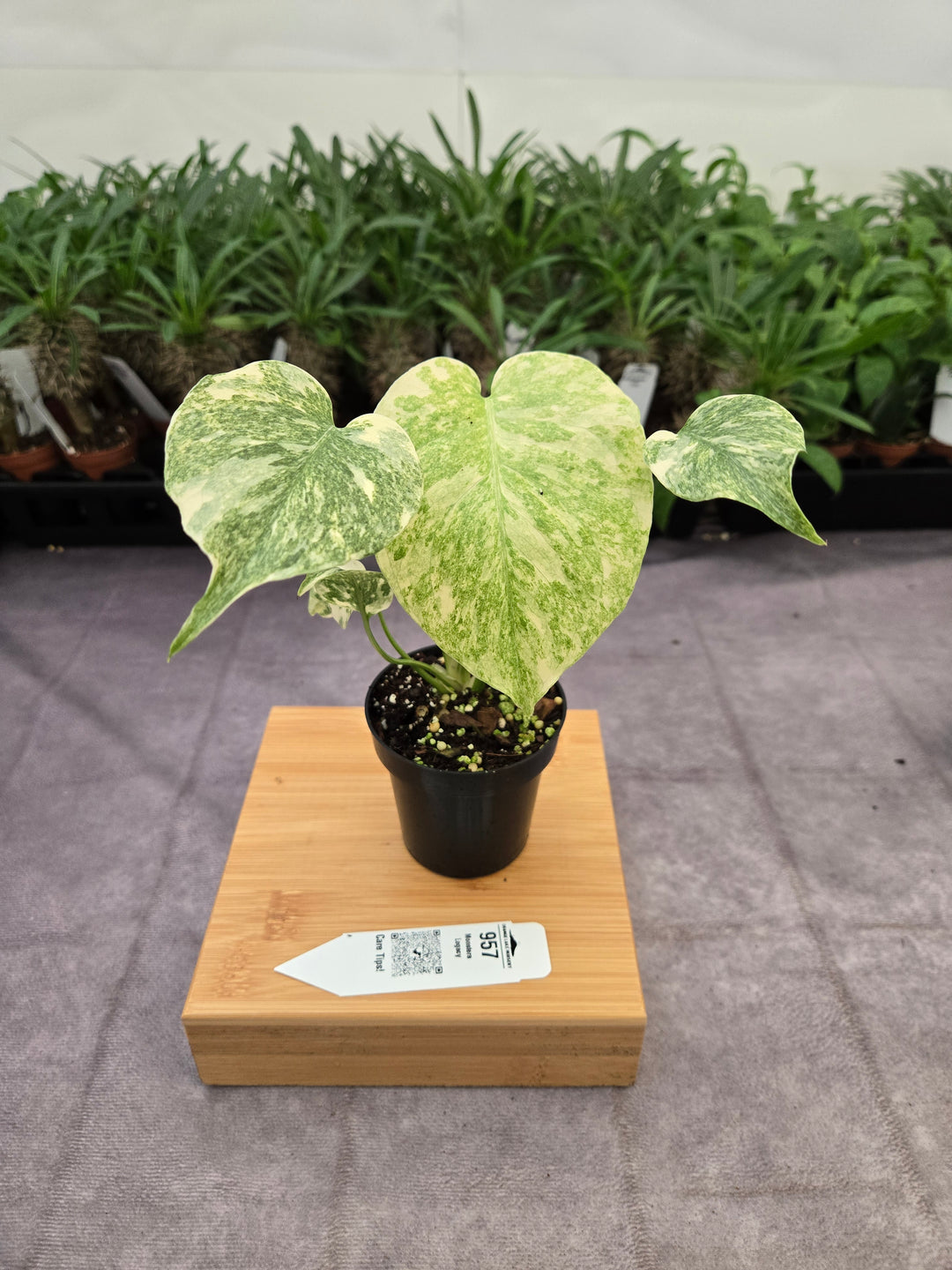 Monstera Legacy (3in)-957