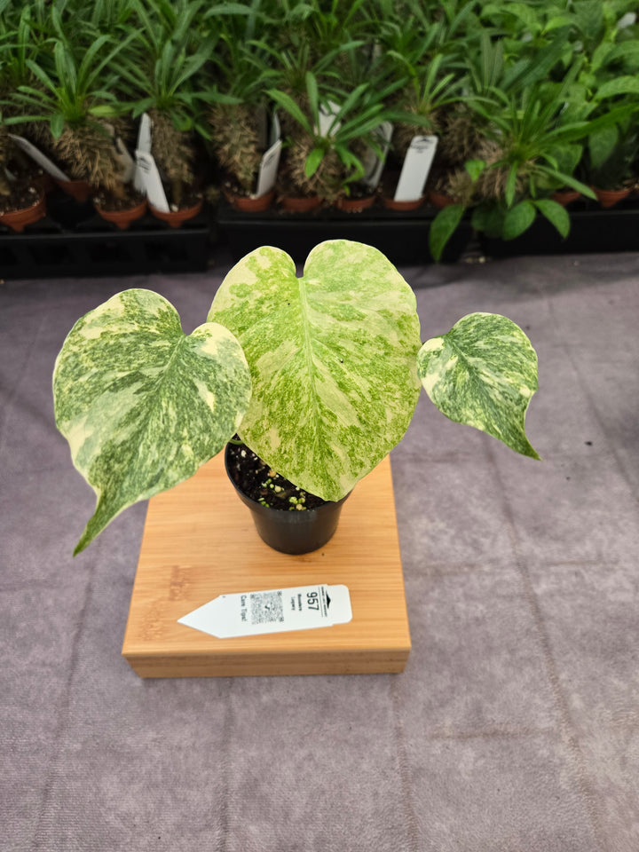 Monstera Legacy (3in)-957