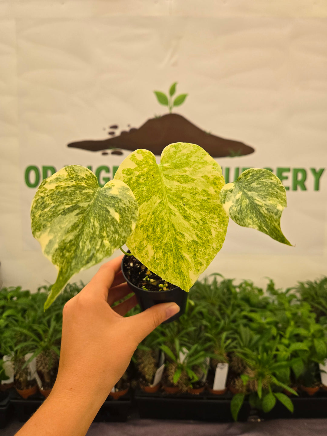 Monstera Legacy (3in)-957
