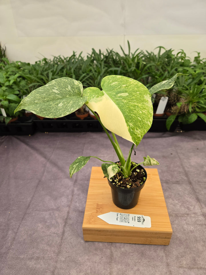 Monstera Legacy (3in)-959