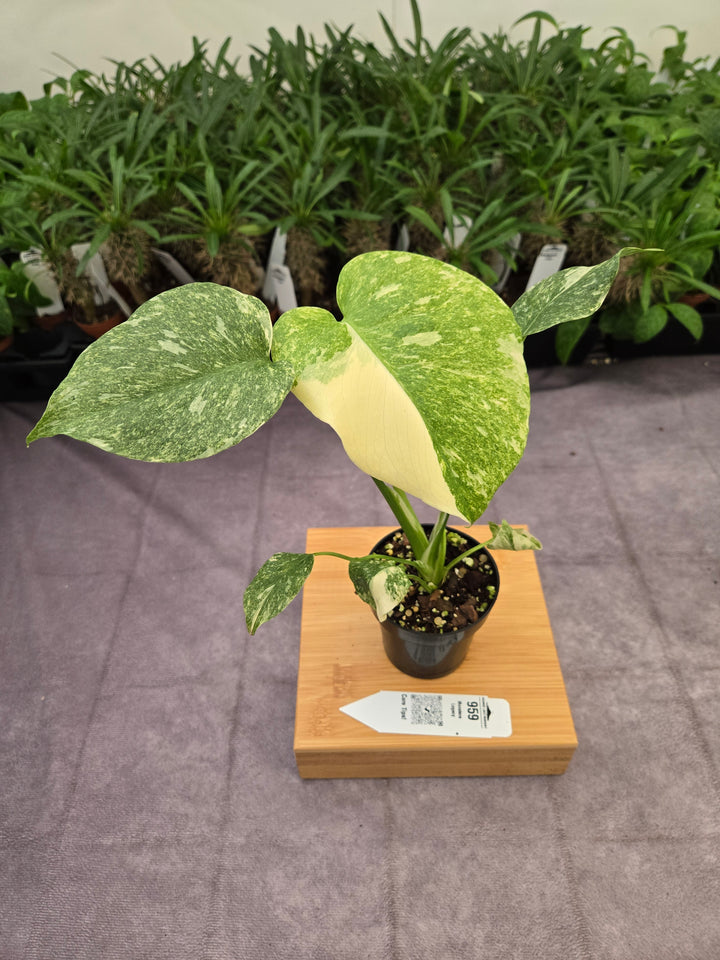 Monstera Legacy (3in)-959