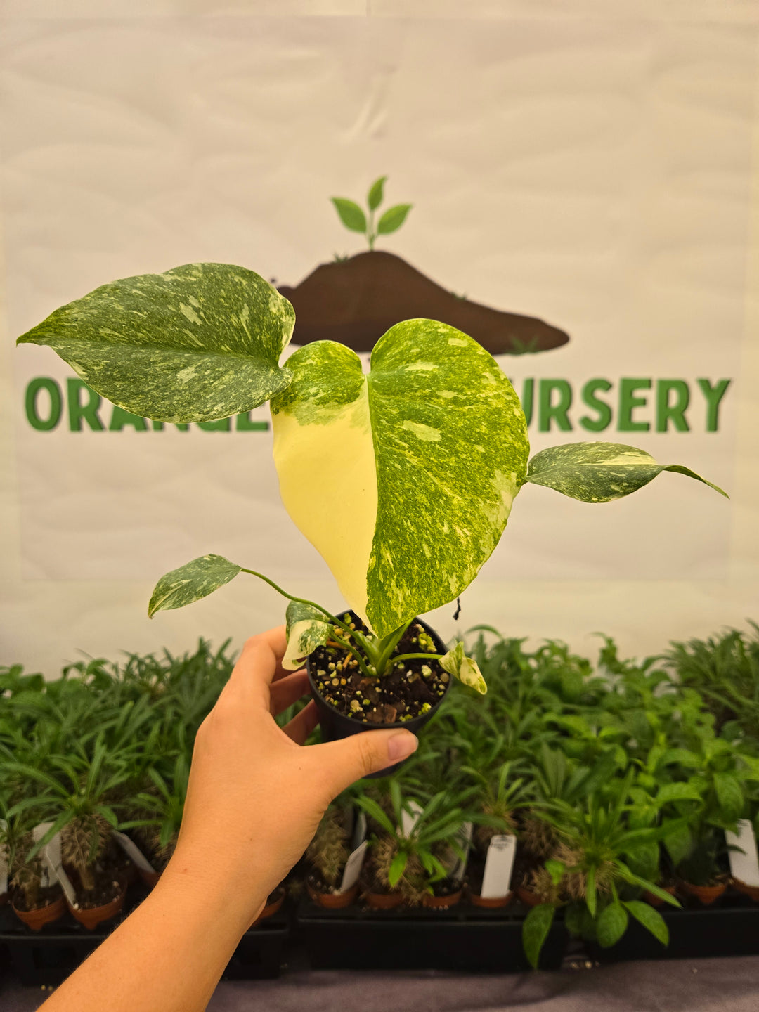 Monstera Legacy (3in)-959