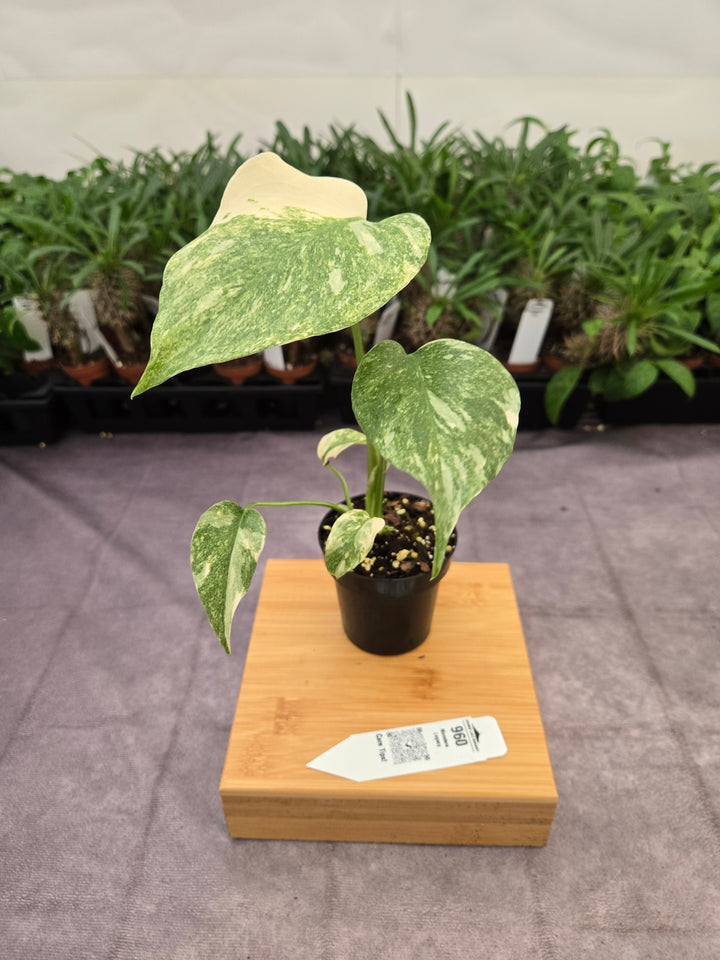 Monstera Legacy (3in)-960