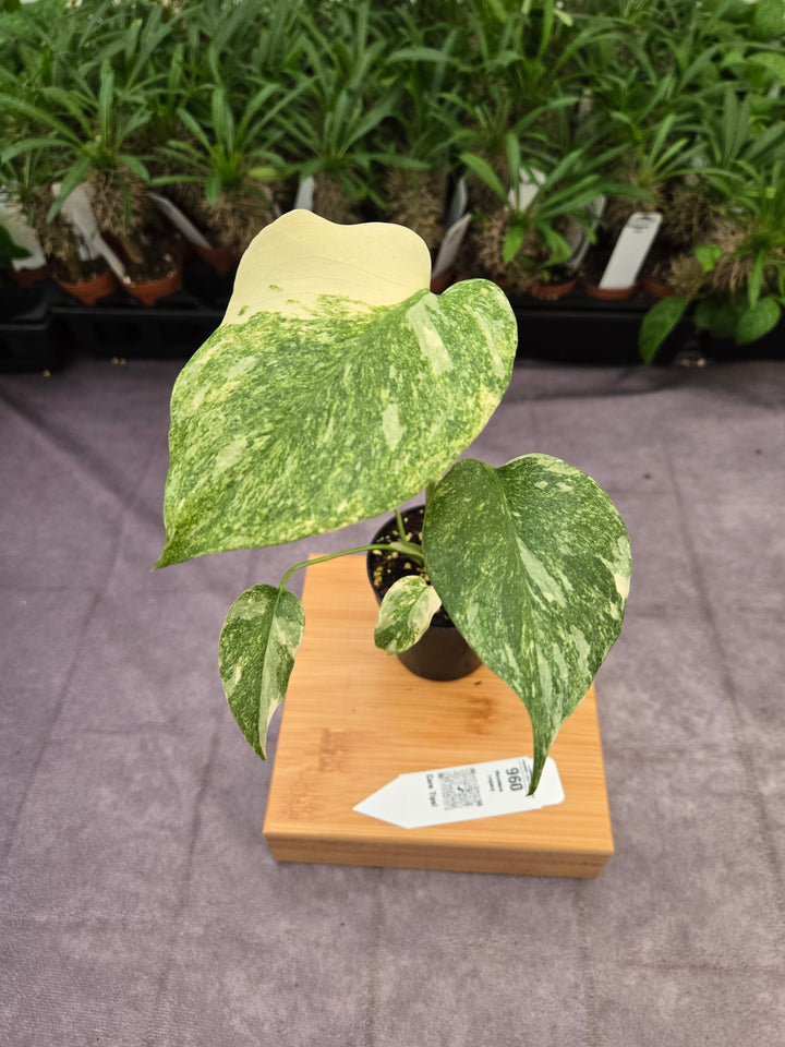 Monstera Legacy (3in)-960