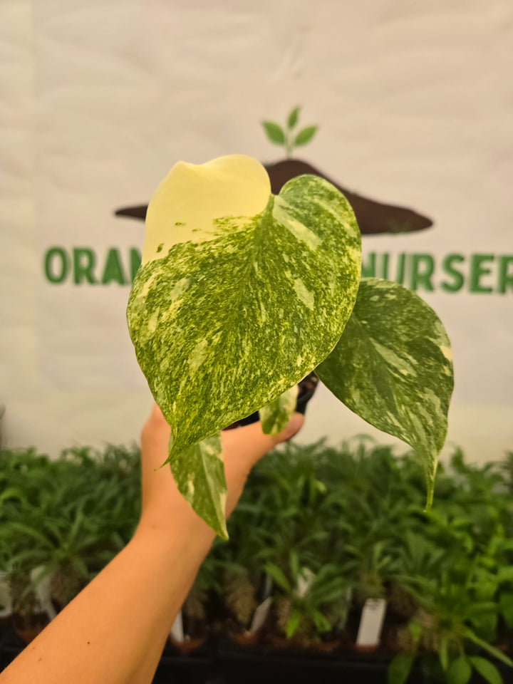 Monstera Legacy (3in)-960