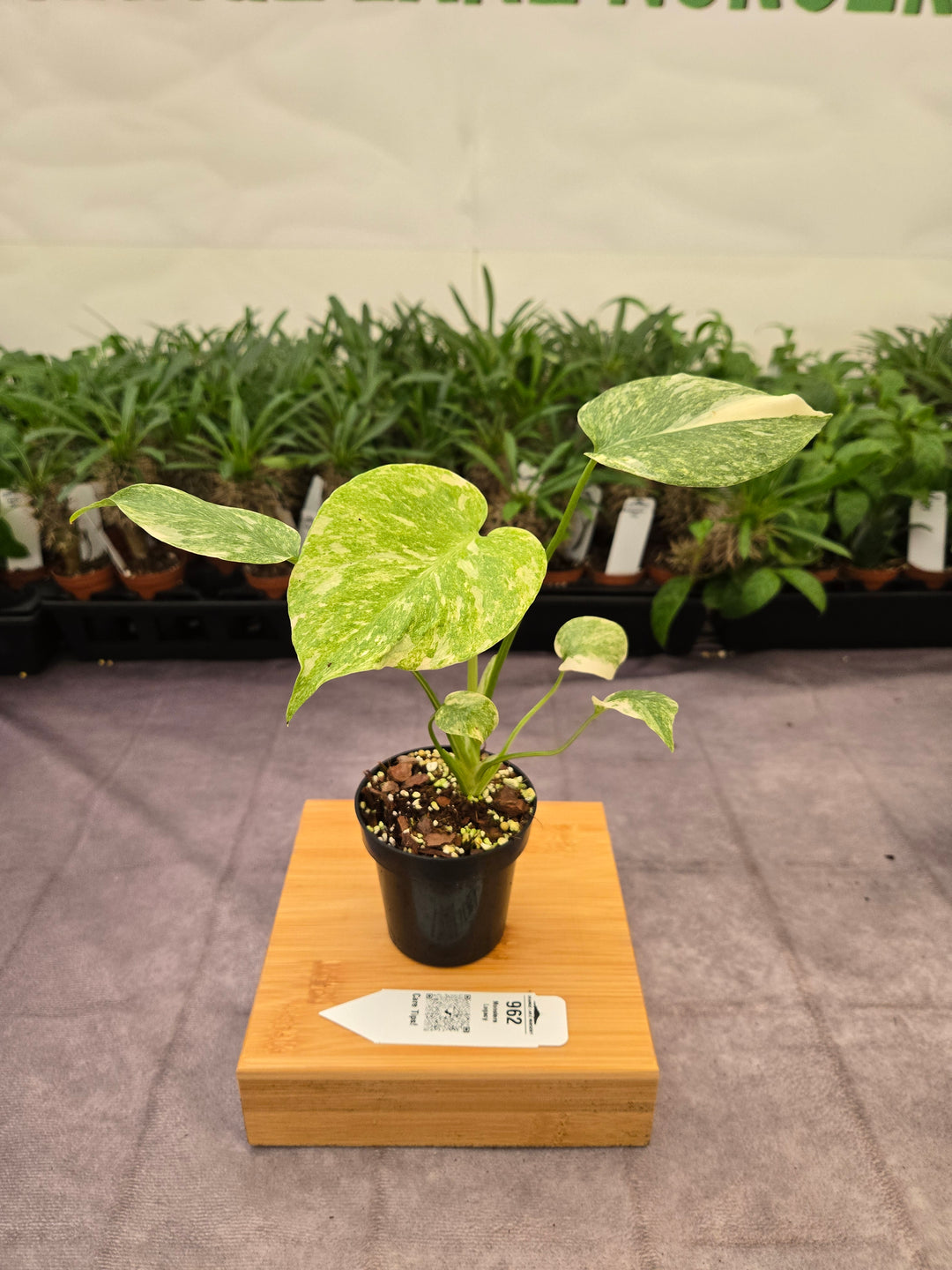 Monstera Legacy (3in)-962