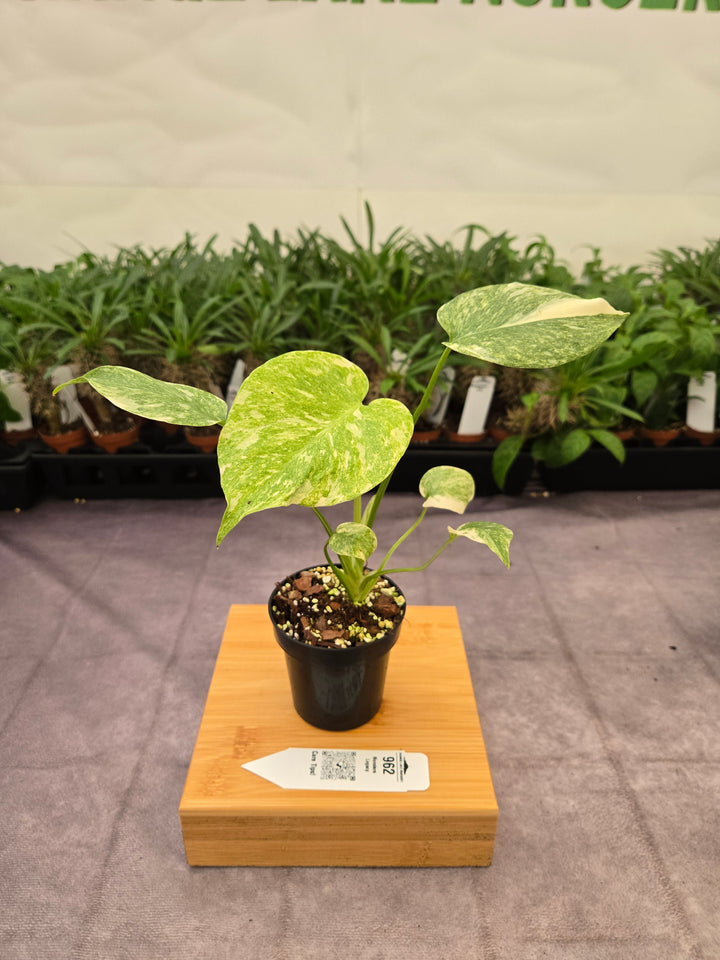 Monstera Legacy (3in)-962