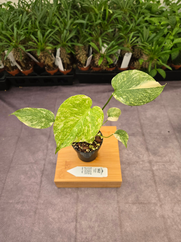 Monstera Legacy (3in)-962
