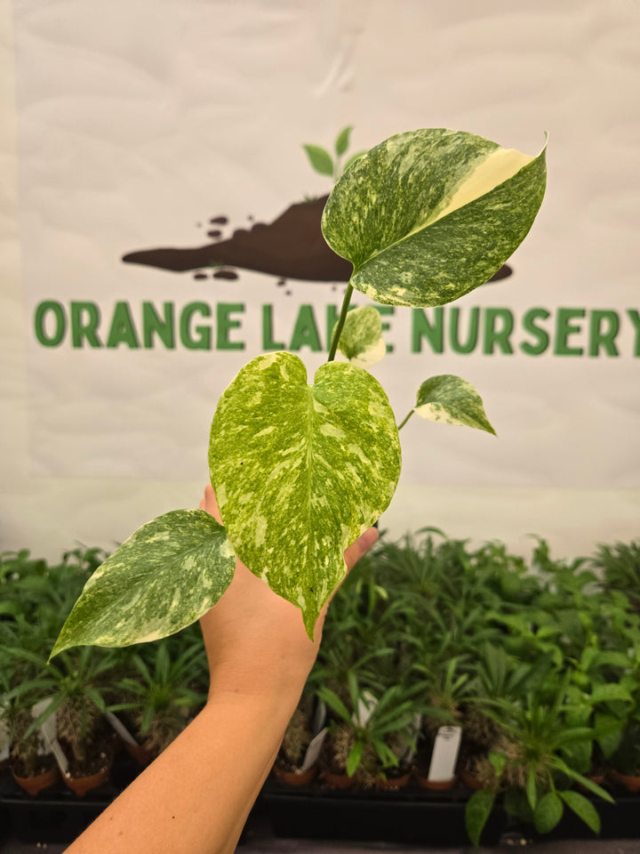 Monstera Legacy (3in)-962
