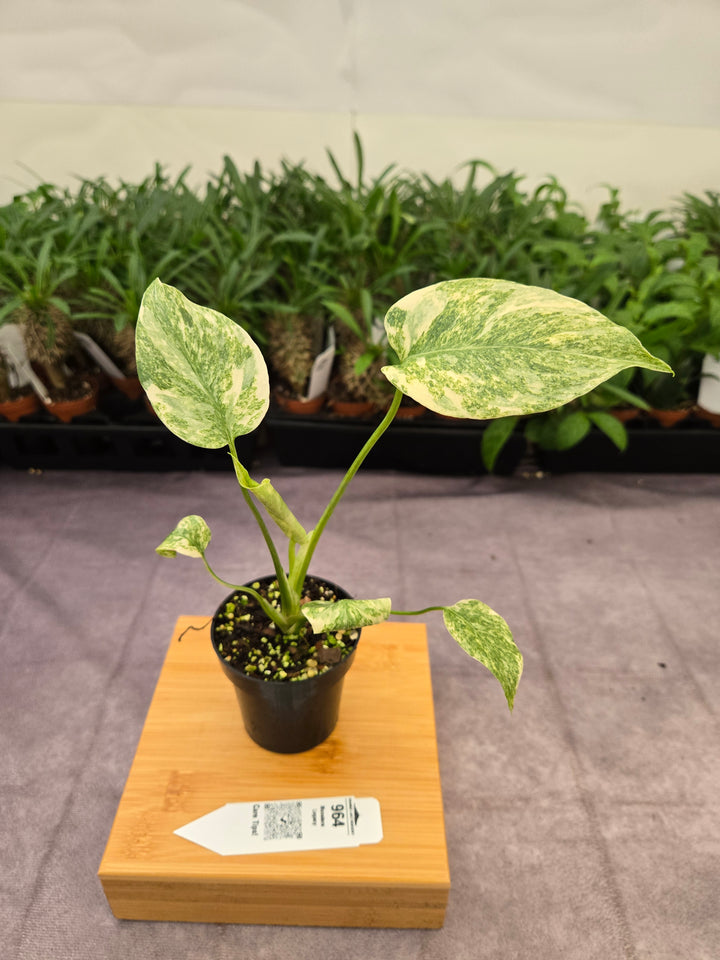 Monstera Legacy (3in)-964