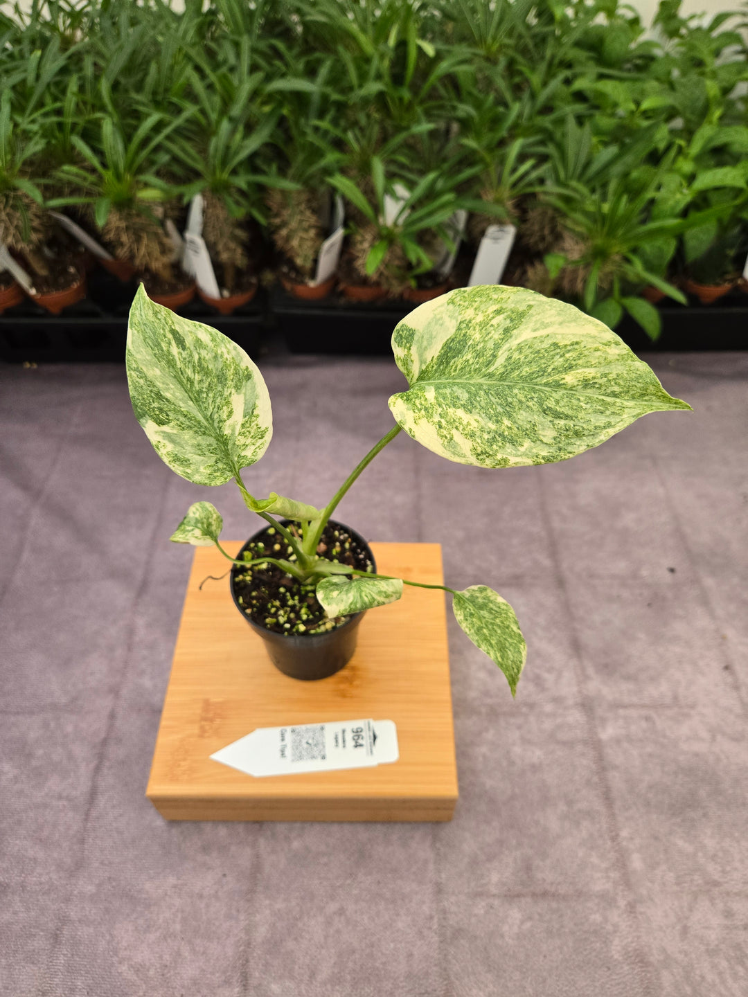 Monstera Legacy (3in)-964