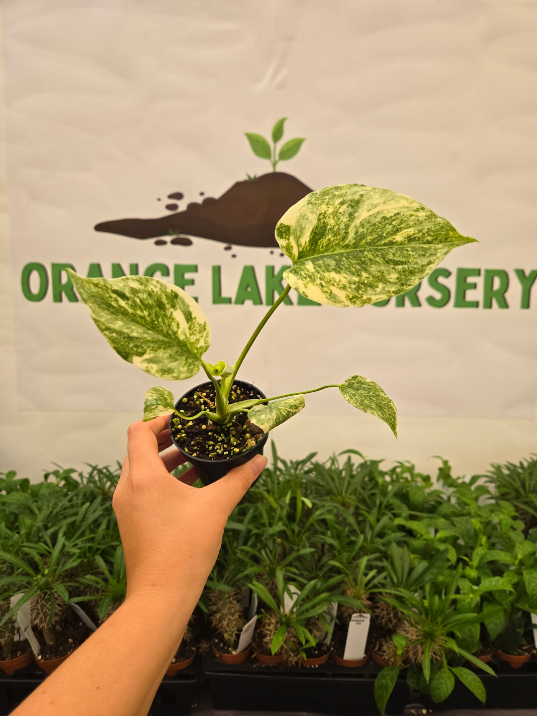 Monstera Legacy (3in)-964