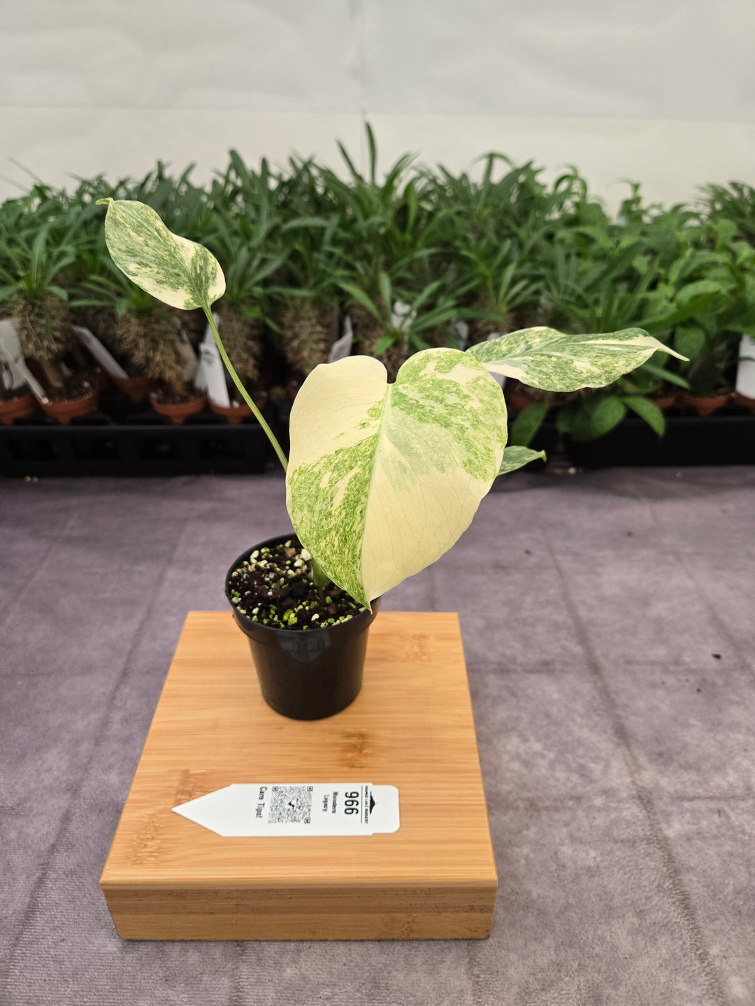 Monstera Legacy (3in)-966