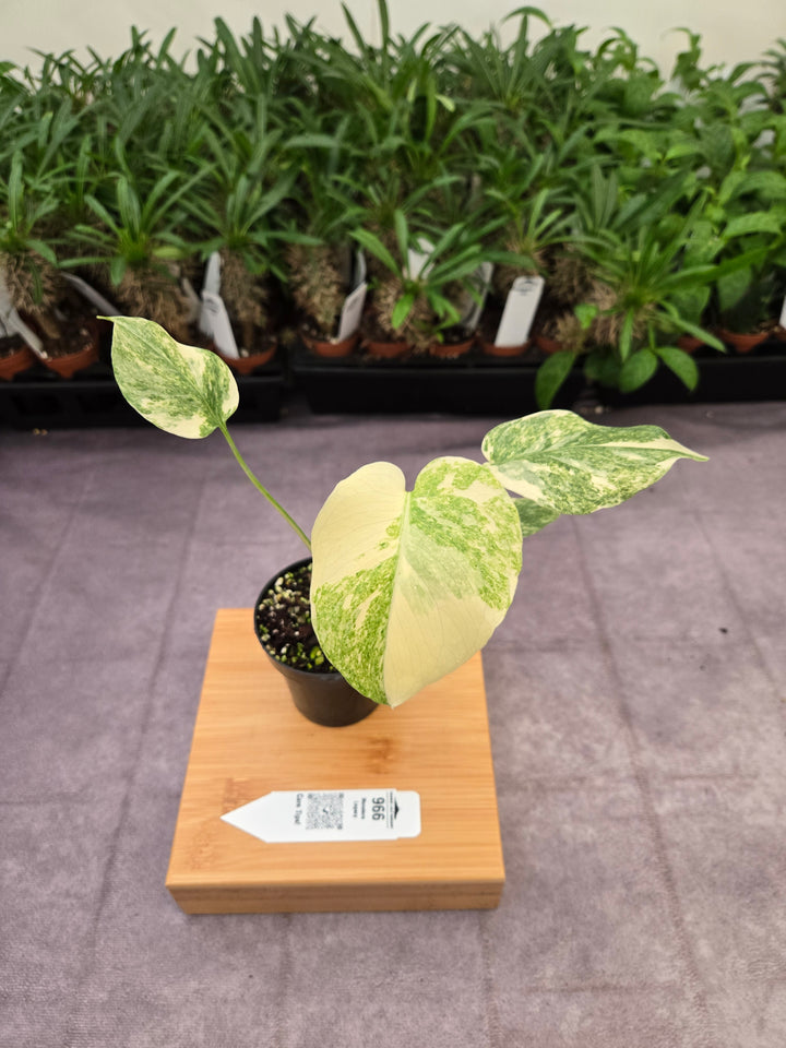 Monstera Legacy (3in)-966