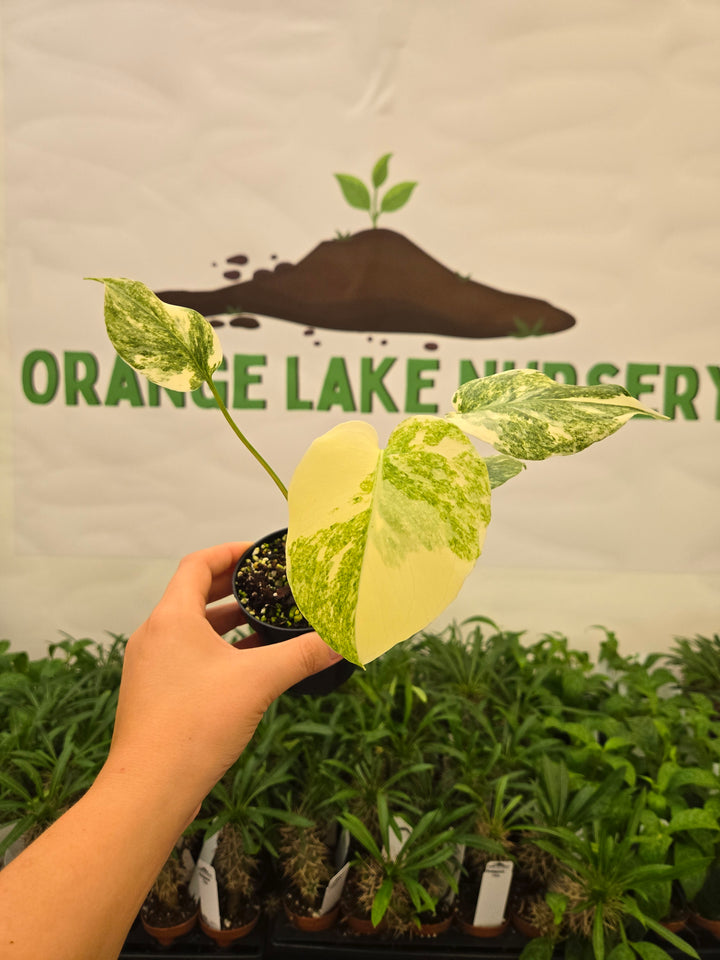 Monstera Legacy (3in)-966