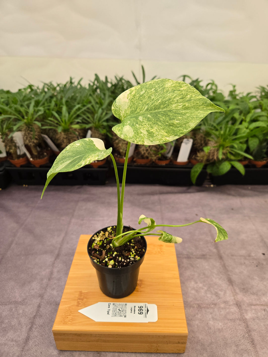 Monstera Legacy (3in)-969